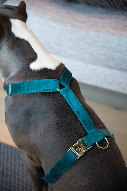 Kentucky Velvet Emerald Dog Harness